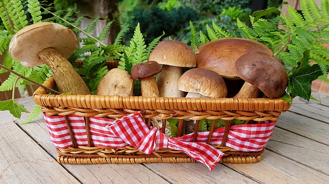 setas para cocinar
