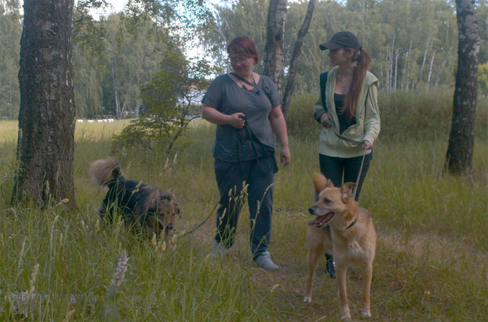 Paseo con perros
