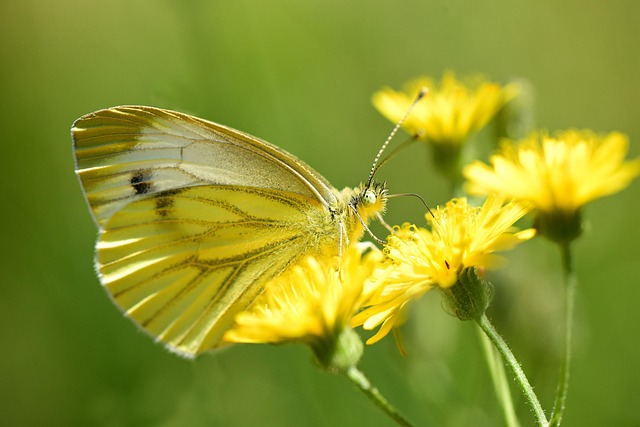 mariposas